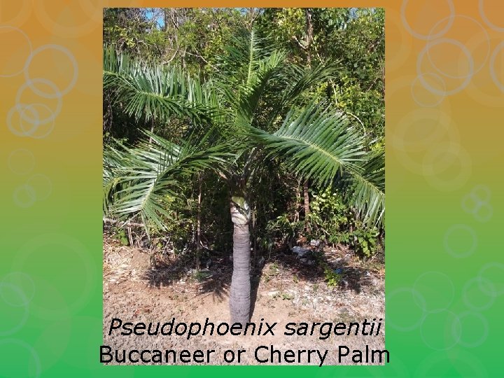 Pseudophoenix sargentii Buccaneer or Cherry Palm 