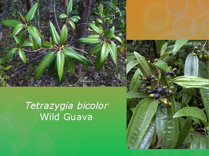 Tetrazygia bicolor Wild Guava 