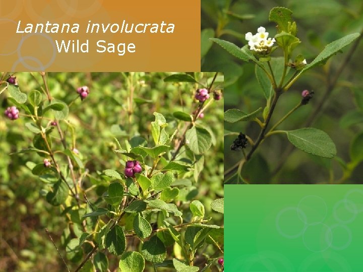 Lantana involucrata Wild Sage 