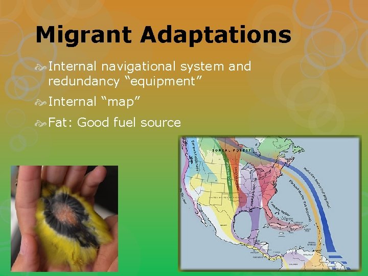 Migrant Adaptations Internal navigational system and redundancy “equipment” Internal “map” Fat: Good fuel source