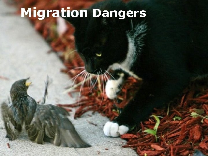 Migration Dangers 