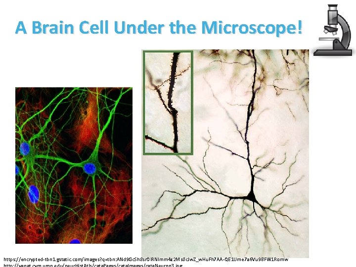 A Brain Cell Under the Microscope! https: //encrypted-tbn 1. gstatic. com/images? q=tbn: ANd 9