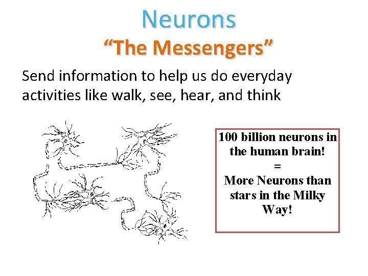 Neurons “The Messengers” Send information to help us do everyday activities like walk, see,