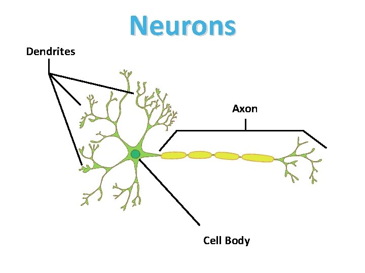 Dendrites Neurons Axon Cell Body 