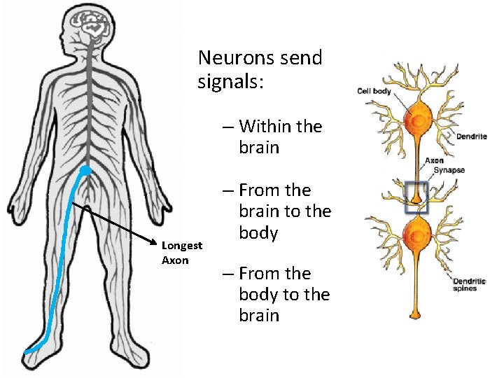 Neurons send signals: – Within the brain Longest Axon – From the brain to