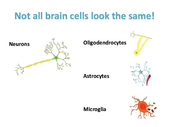 Not all brain cells look the same! Neurons Oligodendrocytes Astrocytes Microglia 