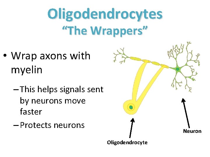 Oligodendrocytes “The Wrappers” • Wrap axons with myelin – This helps signals sent by