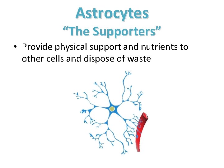 Astrocytes “The Supporters” • Provide physical support and nutrients to other cells and dispose