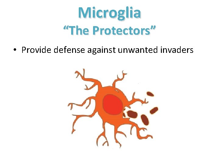 Microglia “The Protectors” • Provide defense against unwanted invaders 