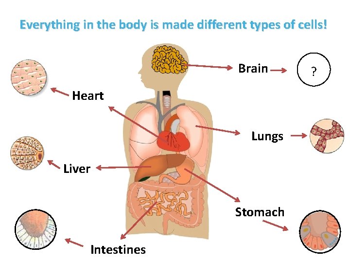 Everything in the body is made different types of cells! Brain Heart Lungs Liver