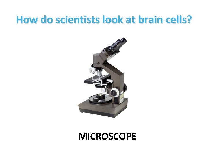 How do scientists look at brain cells? MICROSCOPE 