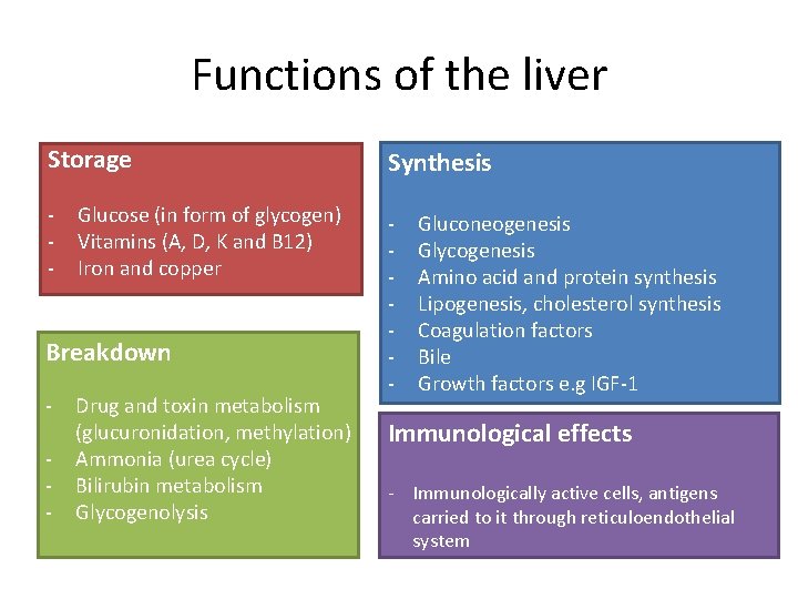 Functions of the liver Storage Synthesis - - Glucose (in form of glycogen) Vitamins