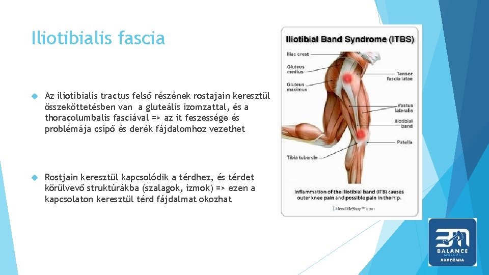 Iliotibialis fascia Az iliotibialis tractus felső részének rostajain keresztül összeköttetésben van a gluteális izomzattal,