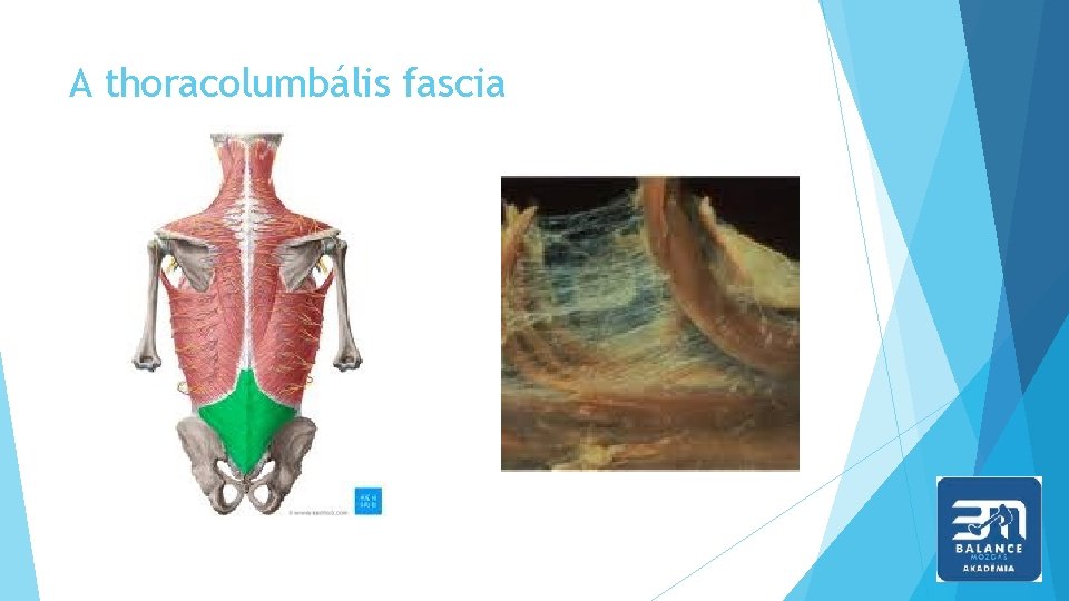 A thoracolumbális fascia 