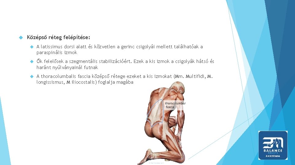  Középső réteg felépítése: A latissimus dorsi alatt és közvetlen a gerinc csigolyái mellett