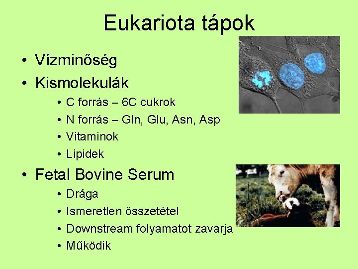 Eukariota tápok • Vízminőség • Kismolekulák • • C forrás – 6 C cukrok