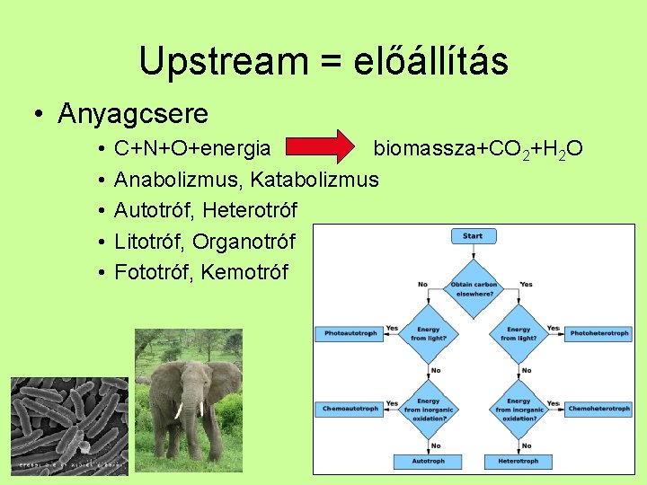 Upstream = előállítás • Anyagcsere • • • C+N+O+energia biomassza+CO 2+H 2 O Anabolizmus,