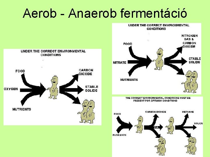 Aerob - Anaerob fermentáció 