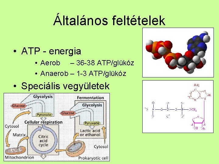 Általános feltételek • ATP - energia • Aerob – 36 -38 ATP/glükóz • Anaerob