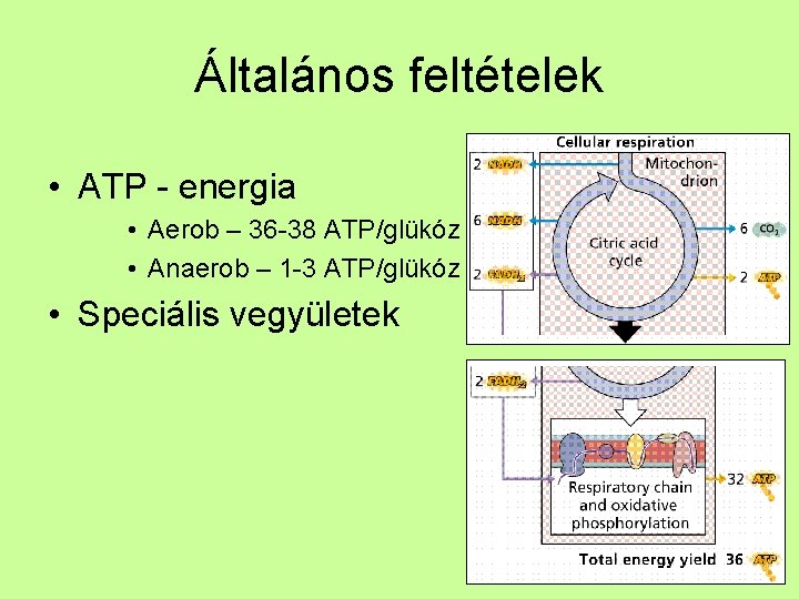 Általános feltételek • ATP - energia • Aerob – 36 -38 ATP/glükóz • Anaerob