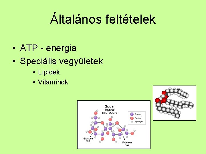 Általános feltételek • ATP - energia • Speciális vegyületek • Lipidek • Vitaminok 