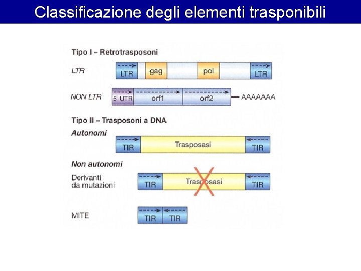 Classificazione degli elementi trasponibili 