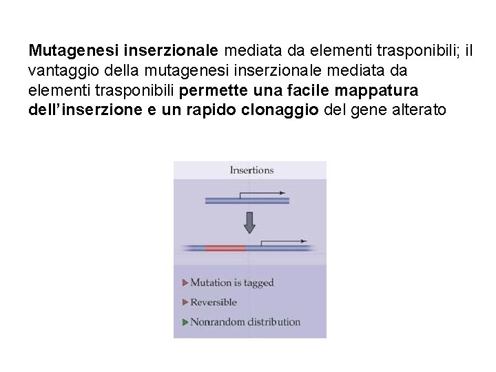 Mutagenesi inserzionale mediata da elementi trasponibili; il vantaggio della mutagenesi inserzionale mediata da elementi