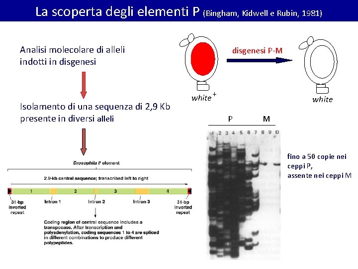 La scoperta degli elementi P (Bingham, Kidwell e Rubin, 1981) Analisi molecolare di alleli