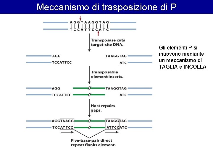 Meccanismo di trasposizione di P Gli elementi P si muovono mediante un meccanismo di