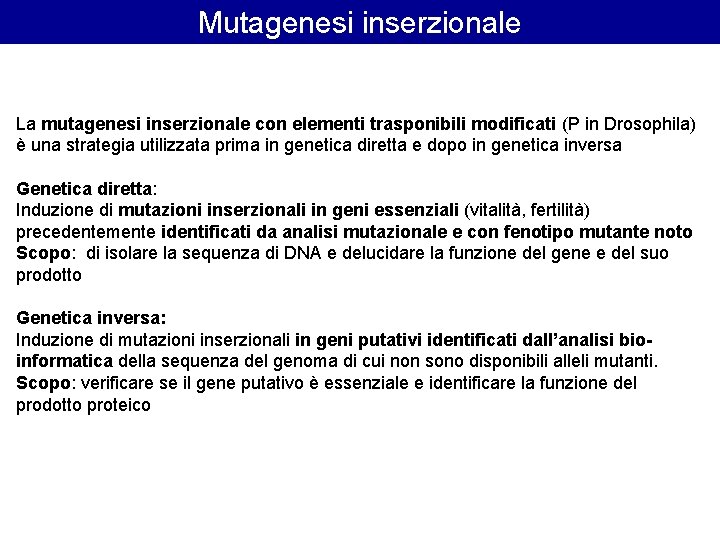 Mutagenesi inserzionale La mutagenesi inserzionale con elementi trasponibili modificati (P in Drosophila) è una