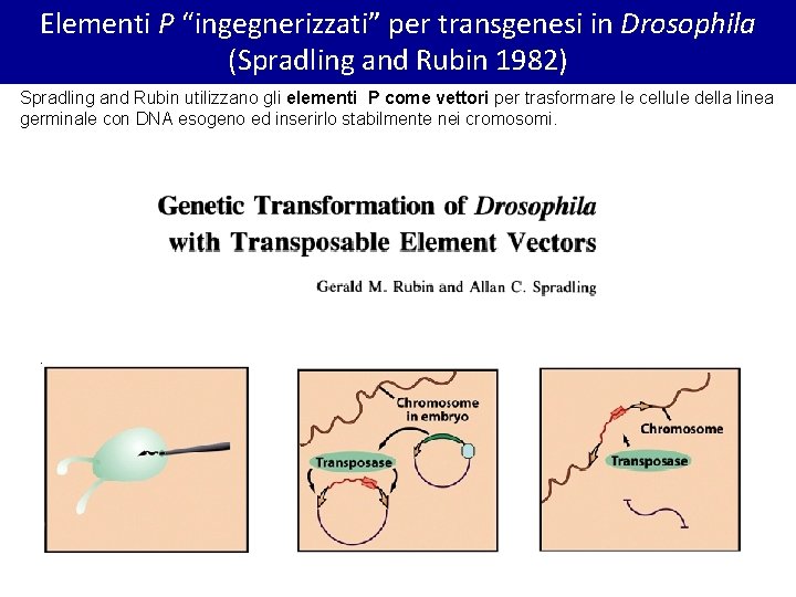 Elementi P “ingegnerizzati” per transgenesi in Drosophila (Spradling and Rubin 1982) Spradling and Rubin