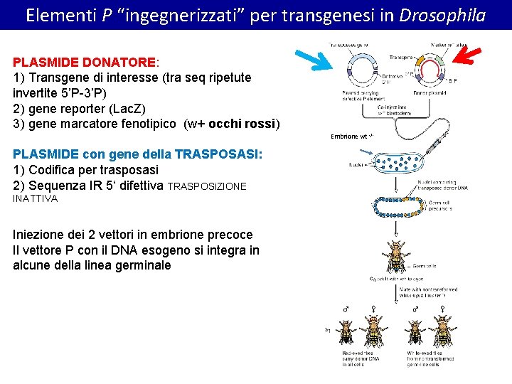 Elementi P “ingegnerizzati” per transgenesi in Drosophila PLASMIDE DONATORE: 1) Transgene di interesse (tra