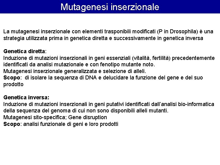 Mutagenesi inserzionale La mutagenesi inserzionale con elementi trasponibili modificati (P in Drosophila) è una