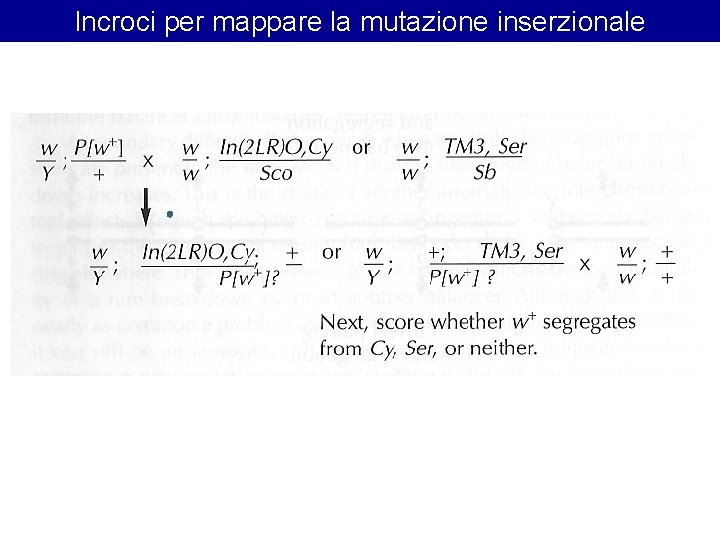 Incroci per mappare la mutazione inserzionale 
