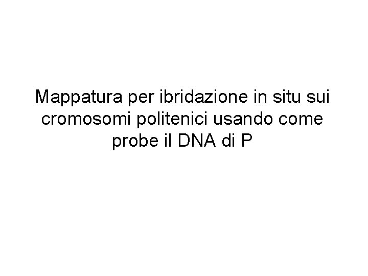 Mappatura per ibridazione in situ sui cromosomi politenici usando come probe il DNA di
