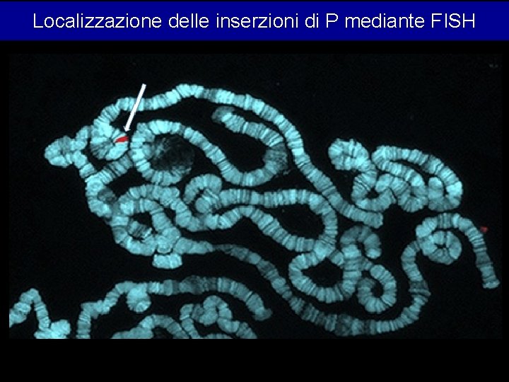 Localizzazione delle inserzioni di P mediante FISH 