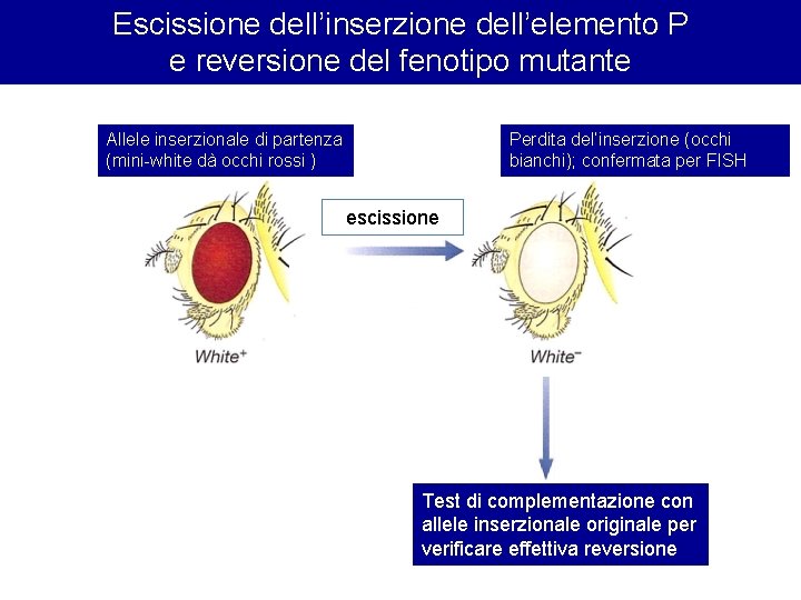 Escissione dell’inserzione dell’elemento P e reversione del fenotipo mutante Allele inserzionale di partenza (mini-white