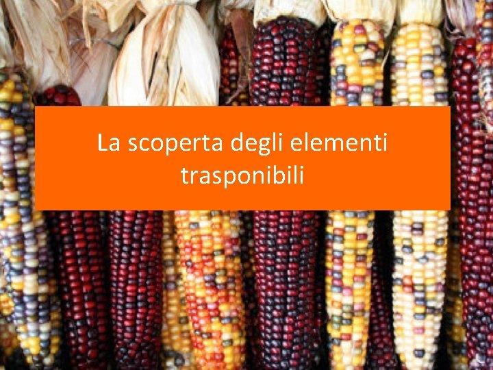 La scoperta degli elementi trasponibili 