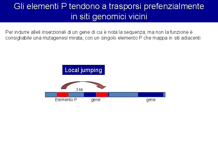 Gli elementi P tendono a trasporsi prefenzialmente in siti genomici vicini Per indurre alleli