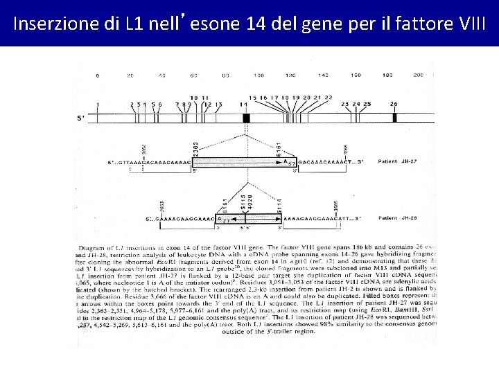 Inserzione di L 1 nell’esone 14 del gene per il fattore VIII 