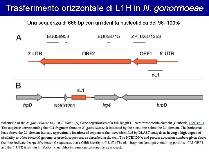 Trasferimento orizzontale di L 1 H in N. gonorrhoeae Una sequenza di 685 bp