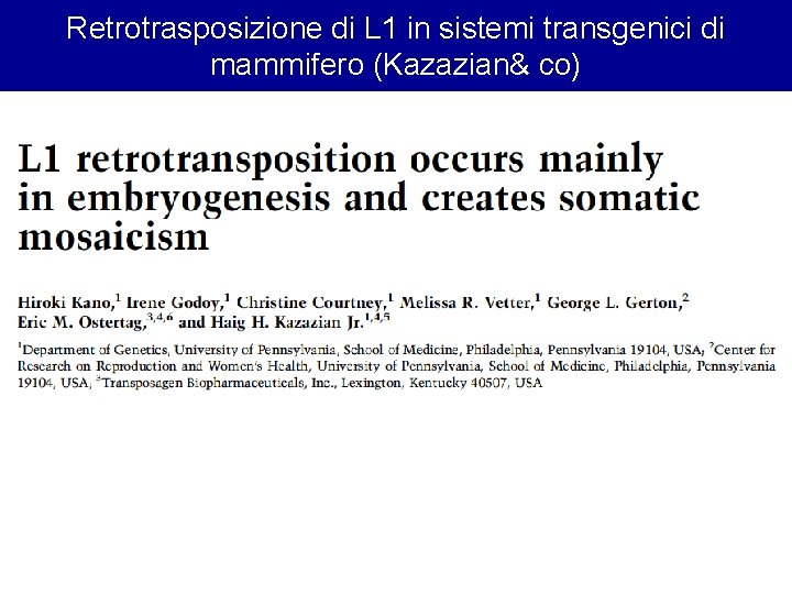 Retrotrasposizione di L 1 in sistemi transgenici di mammifero (Kazazian& co) 