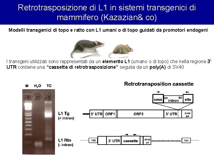 Retrotrasposizione di L 1 in sistemi transgenici di mammifero (Kazazian& co) Modelli transgenici di