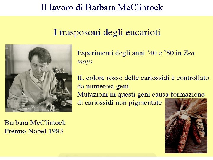 Il lavoro di Barbara Mc. Clintock 