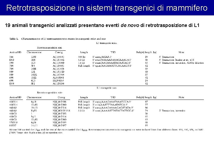 Retrotrasposizione in sistemi transgenici di mammifero 19 animali transgenici analizzati presentano eventi de novo