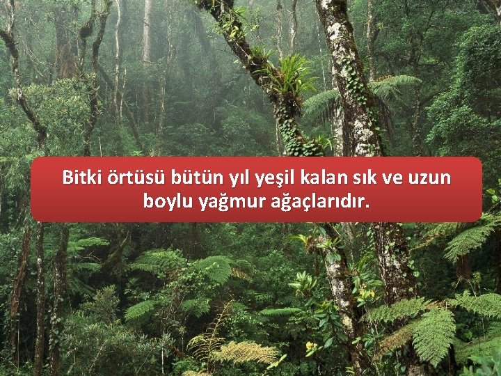 Bitki örtüsü bütün yıl yeşil kalan sık ve uzun boylu yağmur ağaçlarıdır. 