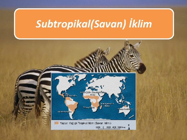 Subtropikal(Savan) İklim 