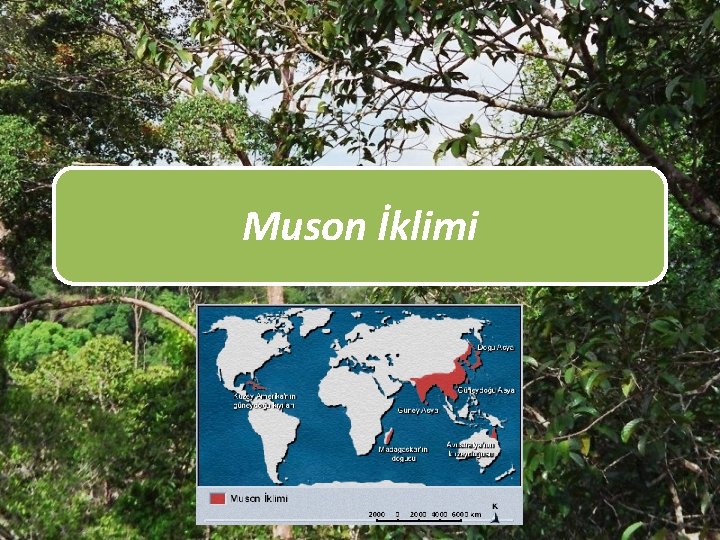 Muson İklimi 