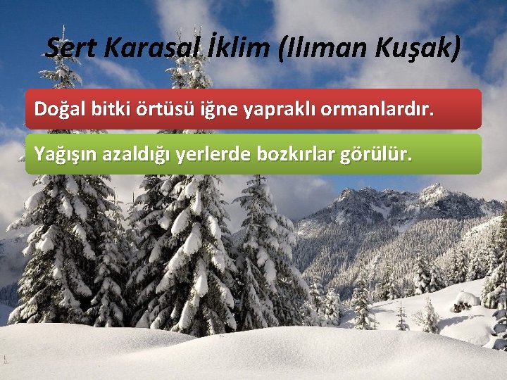 Sert Karasal İklim (Ilıman Kuşak) Doğal bitki örtüsü iğne yapraklı ormanlardır. Yağışın azaldığı yerlerde