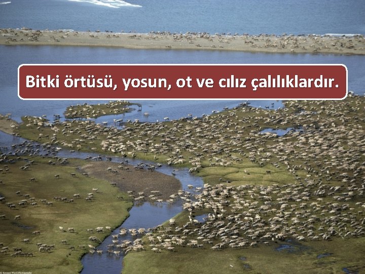 Bitki örtüsü, yosun, ot ve cılız çalılıklardır. 